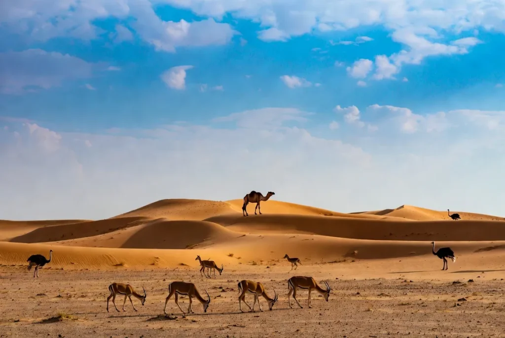 Animals of the sahara desert africa