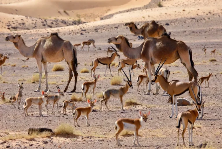 Animals of the sahara desert africa