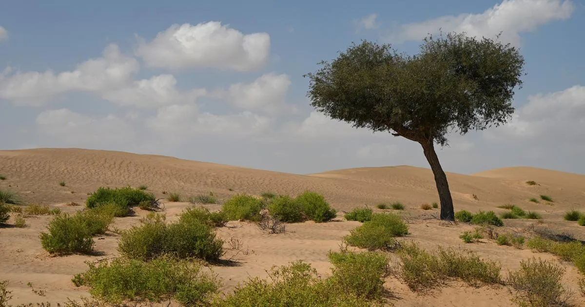 Sand dunes in rajasthan