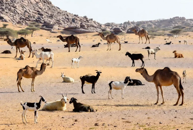 Thar desert animals