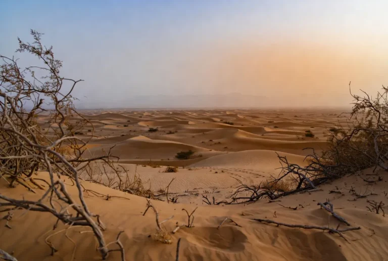 desert arabie
