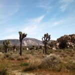 california is desert