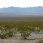 mojave dessert