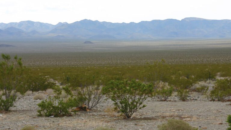 mojave dessert