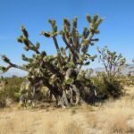 mojave national park