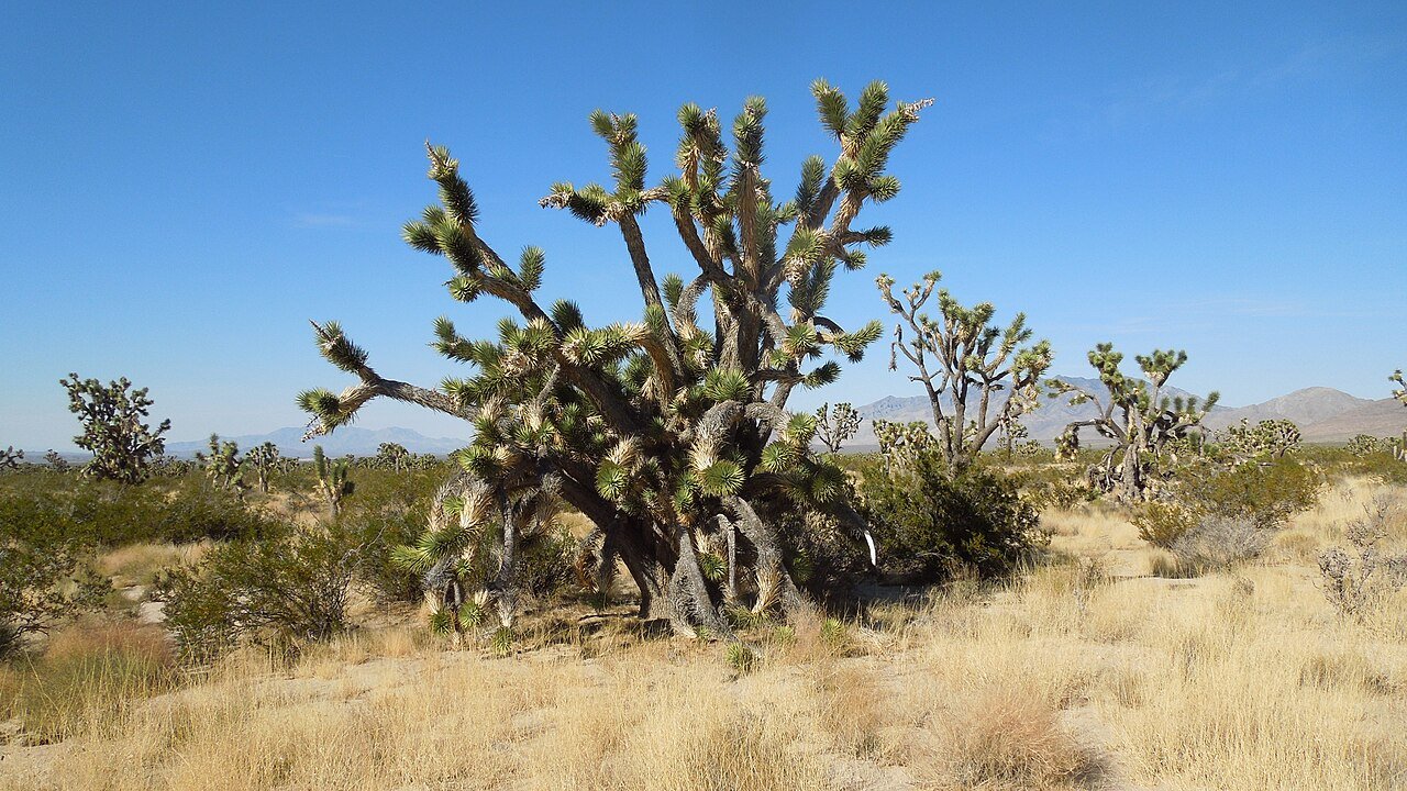 mojave national park