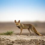 habitat for desert