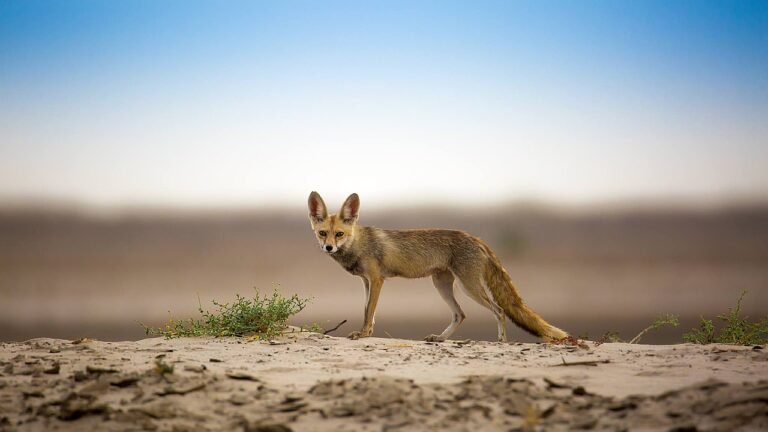 habitat for desert