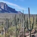 desert states