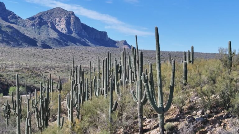 desert states