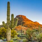 desert plant