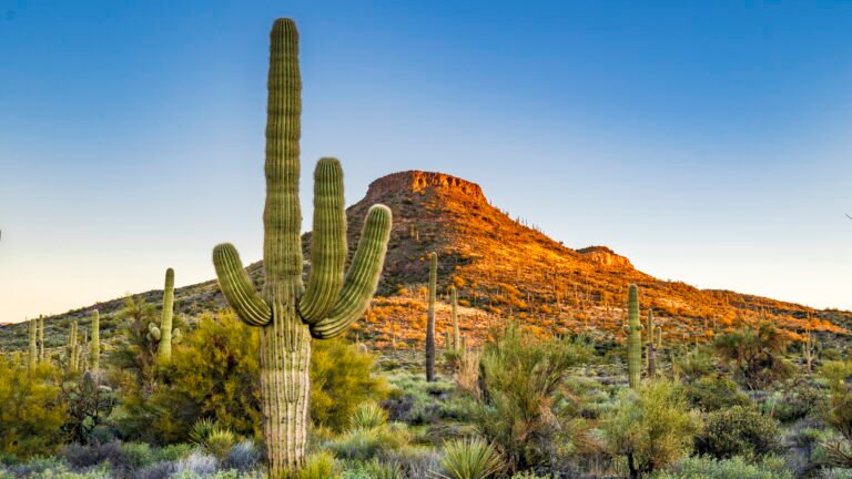 desert plant