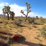 where are the mojave desert