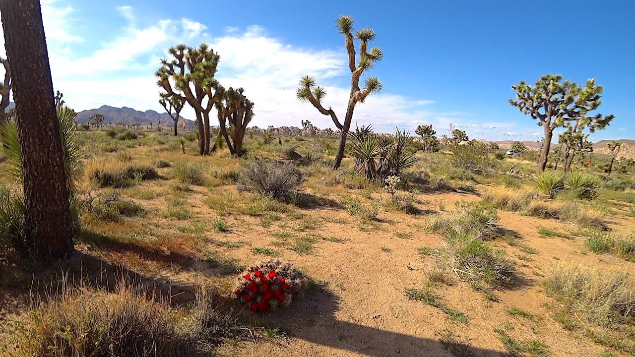 where are the mojave desert