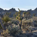 mojave ca weather