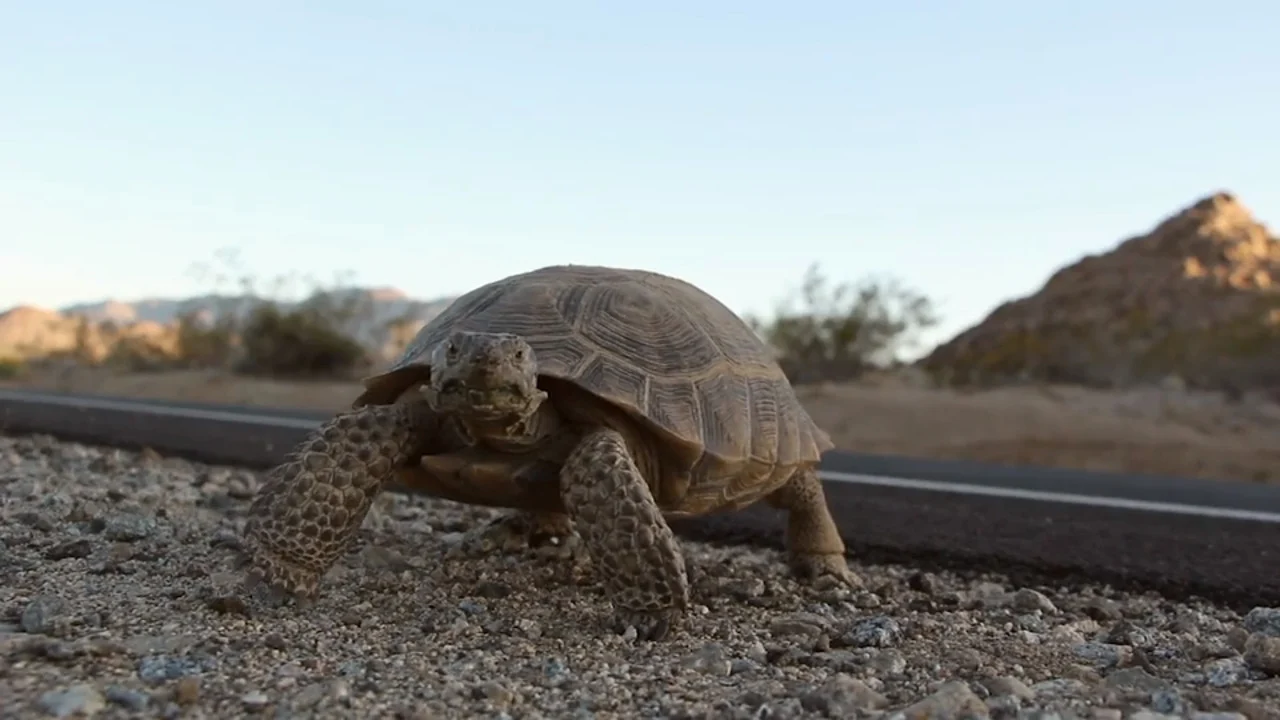 mojave desert tortoise