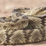 mojave desert rattlesnake