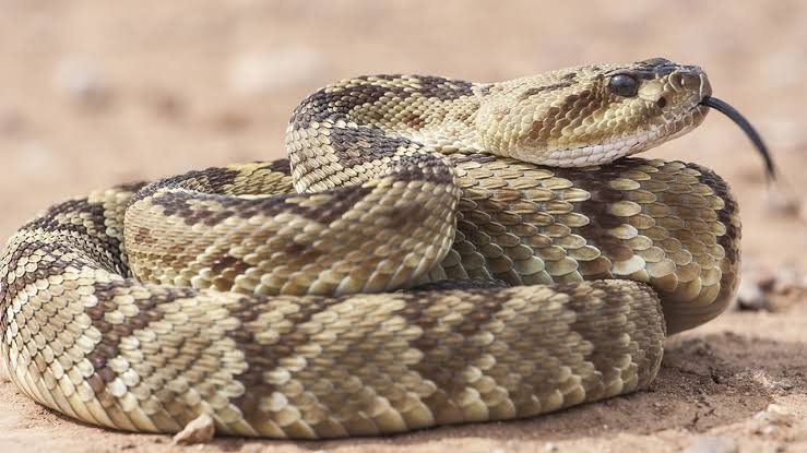 mojave desert rattlesnake