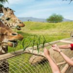 things to do in palm desert
