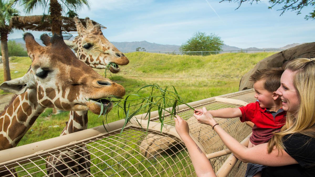 things to do in palm desert